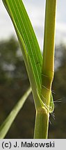 Setaria pumila (włośnica sina)