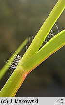 Setaria pumila (włośnica sina)