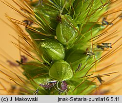 Setaria pumila (włośnica sina)