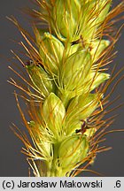 Setaria pumila (włośnica sina)