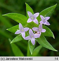 Sherardia arvensis