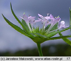 Sherardia arvensis