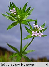 Sherardia arvensis