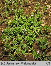 Sherardia arvensis (rolnica pospolita)