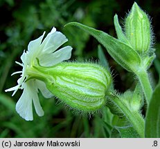 Silene latifolia ssp. alba