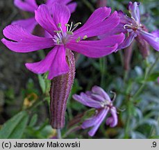 Silene schafta (lepnica Szafta)