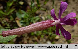 Silene schafta (lepnica Szafta)