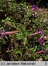 Silene schafta (lepnica Szafta)