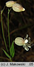 Silene vulgaris (lepnica rozdęta)