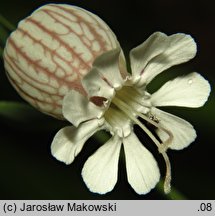 Silene vulgaris (lepnica rozdęta)