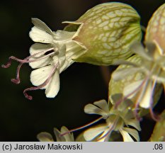 Silene vulgaris (lepnica rozdęta)