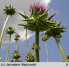 Silybum marianum