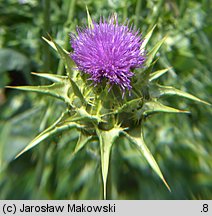 Silybum marianum