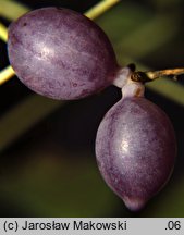 Sinofranchetia chinensis (sinofranszecja chińska)