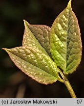 Sinofranchetia chinensis (sinofranszecja chińska)