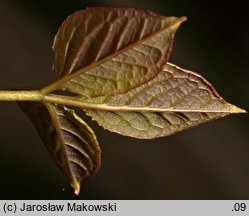 Sinofranchetia chinensis (sinofranszecja chińska)