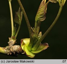 Sinofranchetia chinensis (sinofranszecja chińska)