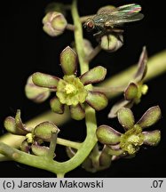 Sinofranchetia chinensis (sinofranszecja chińska)