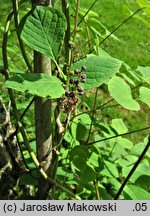 Sinofranchetia chinensis (sinofranszecja chińska)