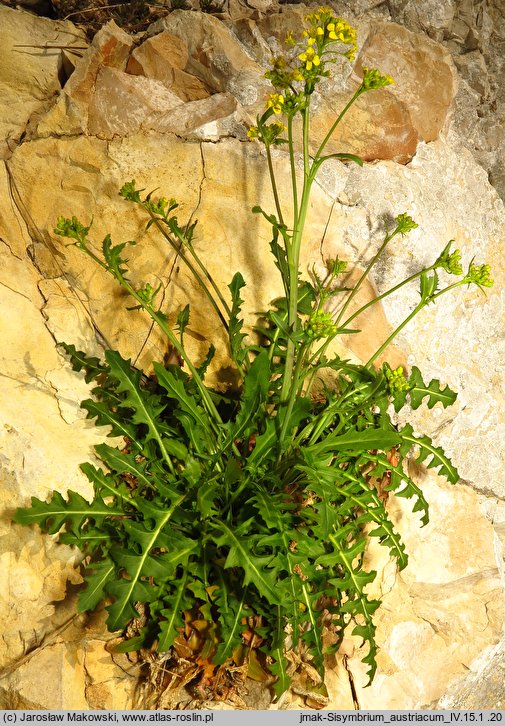 Sisymbrium austriacum (stulisz austriacki)