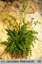 Sisymbrium austriacum (stulisz austriacki)