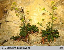 Sisymbrium austriacum (stulisz austriacki)