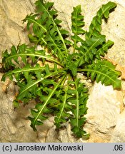 Sisymbrium austriacum (stulisz austriacki)