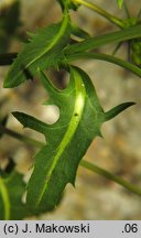 Sisymbrium austriacum (stulisz austriacki)