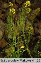 Sisymbrium austriacum (stulisz austriacki)