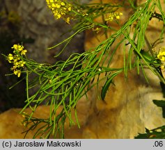 Sisymbrium austriacum (stulisz austriacki)