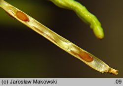 Sisymbrium austriacum (stulisz austriacki)