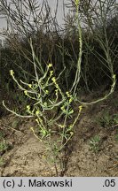 Sisymbrium officinale (stulisz lekarski)