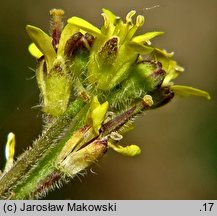 Sisymbrium officinale (stulisz lekarski)