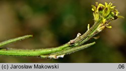 Sisymbrium officinale (stulisz lekarski)