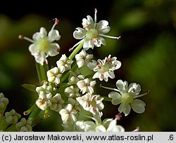 Sium latifolium (marek szerokolistny)