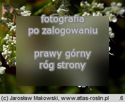 Sium latifolium (marek szerokolistny)