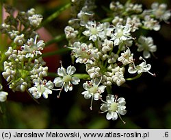 Sium latifolium (marek szerokolistny)