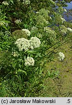 Sium latifolium (marek szerokolistny)