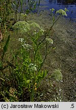 Sium latifolium (marek szerokolistny)