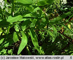 Sium latifolium (marek szerokolistny)