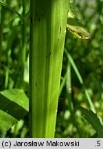 Sium latifolium (marek szerokolistny)