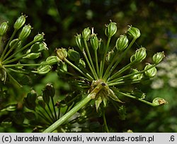 Sium latifolium (marek szerokolistny)