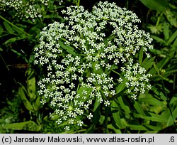 Sium latifolium (marek szerokolistny)