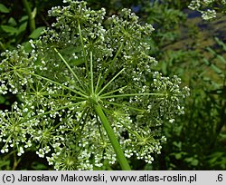 Sium latifolium (marek szerokolistny)