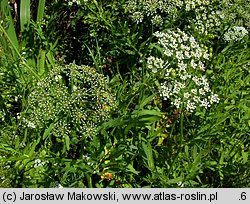 Sium latifolium (marek szerokolistny)