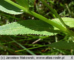 Sium latifolium (marek szerokolistny)