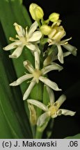 Smilacina stellata (majówka gwiazdkowata)