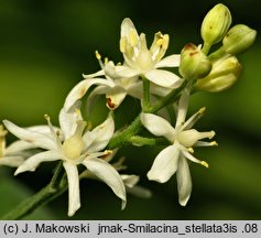 Smilacina stellata (majówka gwiazdkowata)