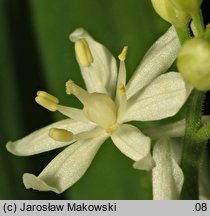 Smilacina stellata (majówka gwiazdkowata)