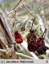 Solanum dulcamara (psianka słodkogórz)